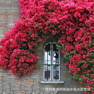 ���羳��؛���Sľ��N�Ӽtľ��N��ͥԺ�̨�ļ�����ֲ�ﻨ�ܷN��