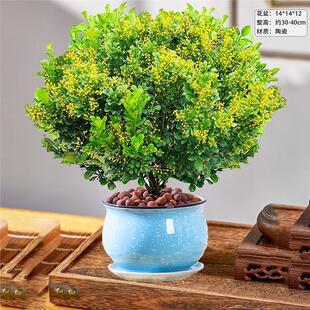 Perfume Milan Flower Potted Florals and Green Plants Indoor Old Stump with Buds Blooming in All Seasons Easy to Grow Mosquito Repellent Plant Saplings
