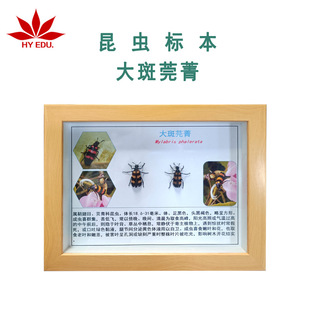 Large Spotted Insect Photo Frame Insect Specimen Teaching Popular Science Home Furnishings Hanging Painting Decorative Painting