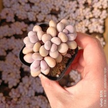 桃蛋 桃之卵 4头 实拍 多肉植物基地直销量大从优