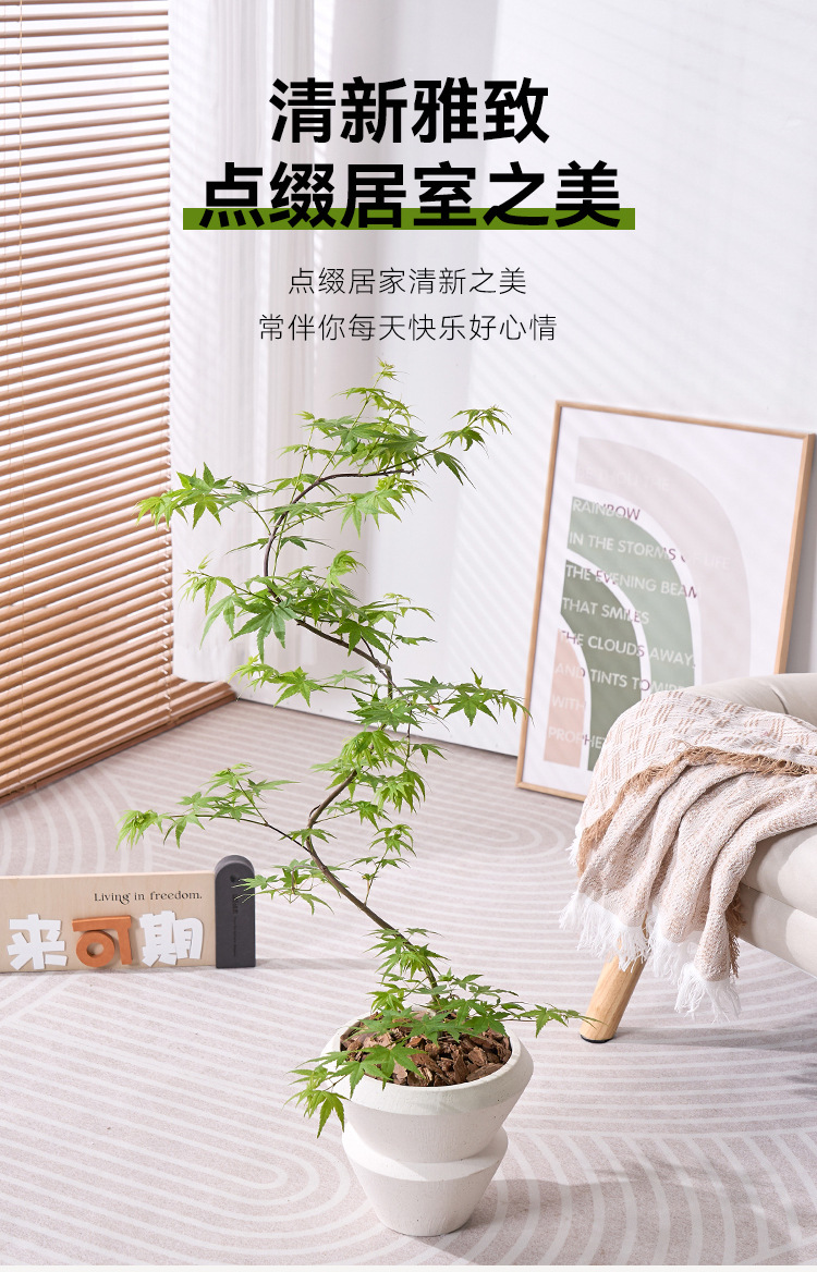 详情图