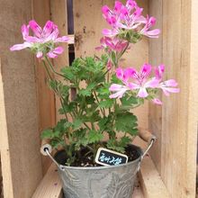 ��ò����~���ÿ�������òݿ�������~��ʹ�_�����B���ܾGֲֲ��