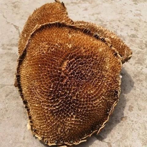 Dried Sunflower Flower Disc Kui Hua Pan 100g Sliced Herbal Material for Decoction and Tea specifications