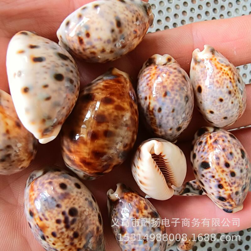 天然貝殻、巻貝、マウンテンマウス、タカラガイ、水槽、水槽、床装飾、ヤドカリハウス標本卸売|undefined