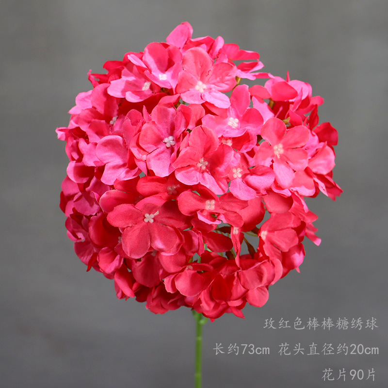 Rosa roja Lollipop Hortensia