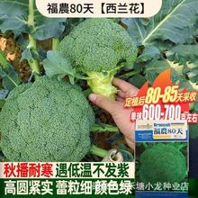 �������·N�����r80�����m�����＾��Ҭ���߲��ͺ��G�˻��߲˷N��