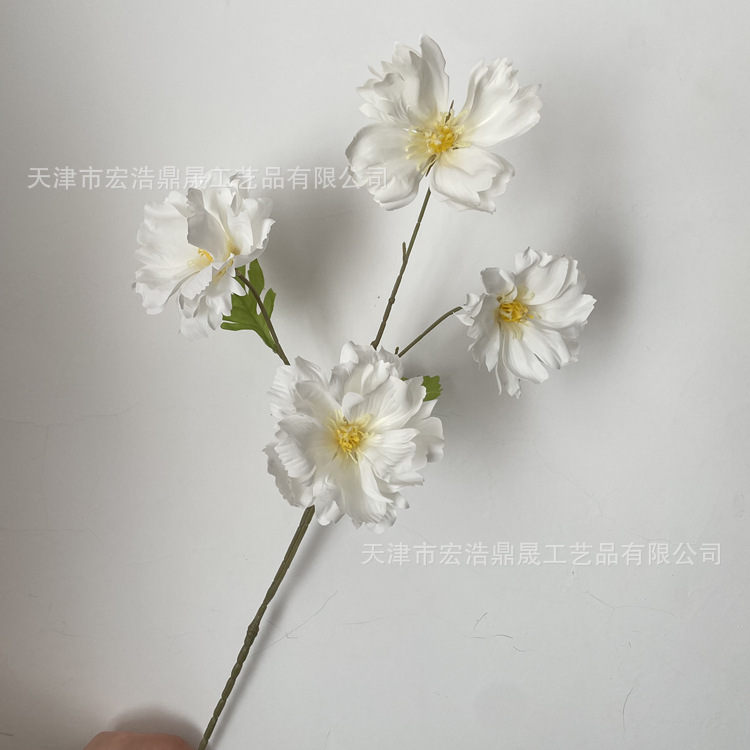 화이트