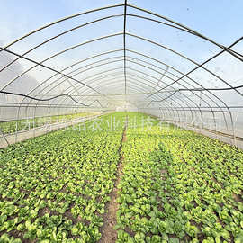 定制农用蔬菜大棚养殖大棚养猪全套种植育苗大棚骨架棚