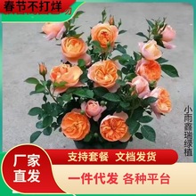 һ�����l��ľ�¼�����������֬��֭�췽ҹ�T�����ļ��_��ͥԺ