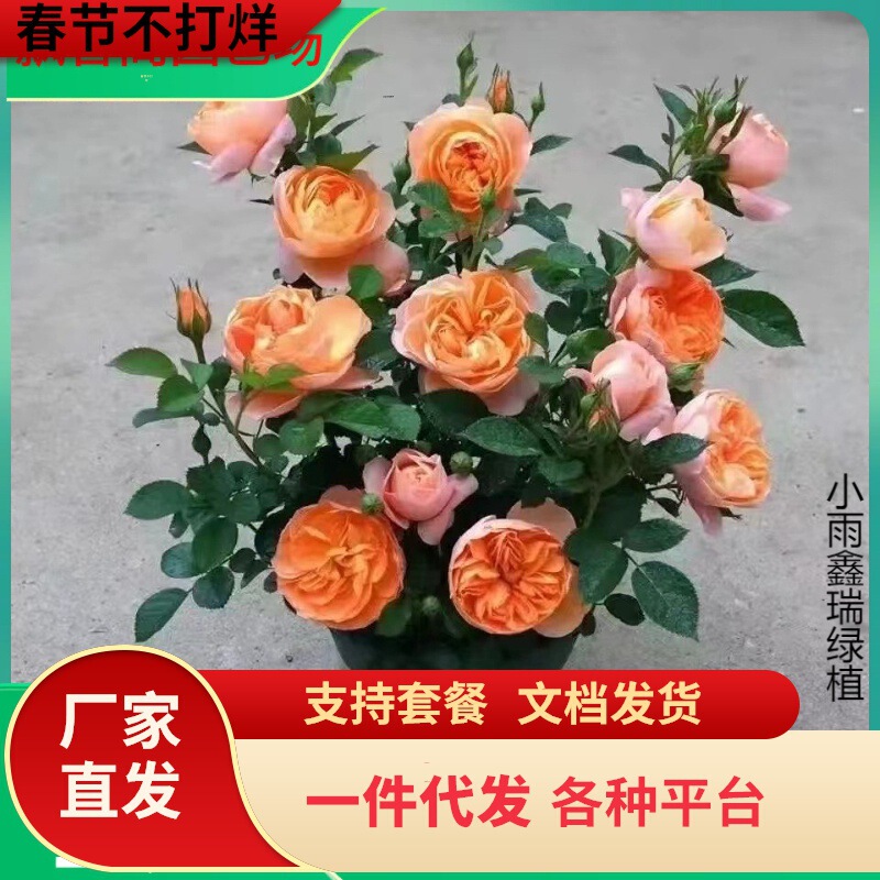 One-Piece Drop-Shipping Shrub Rose Seedlings, Autumn Rouge Juice, Arabian Nights, Fragrant, Blooming in All Seasons, Courtyard One-Piece Drop-Shipping Shrub Rose Seedlings, Autumn Rouge Juice, Arabian Nights, Fragrant, Blooming in All Seasons, Courtyard