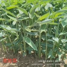 ����ֱ�N���^ˮ��ֲ�� �ȹ� �^���p�~ֲ�� ˮ�w���� �ȹ�С��