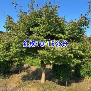 �Ї������t���ձ��t���t�輧�t����������ֲ��t�����t���Ϙ�