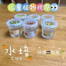 花盆幼儿园小朋友观察植物水培豆子种子水培器皿二年级水培大豆