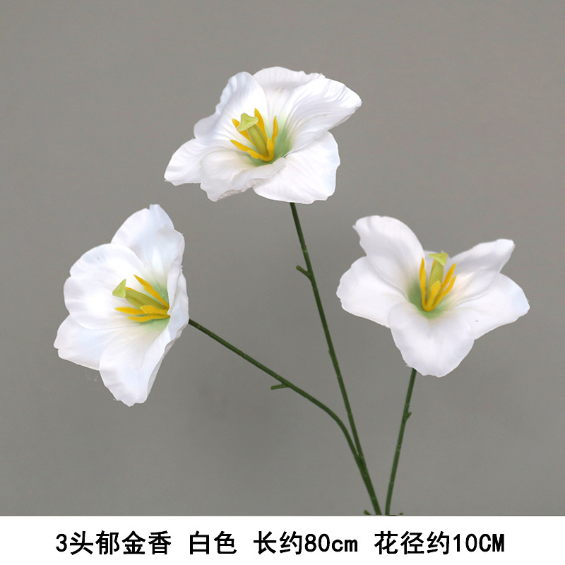 세 튤립-화이트