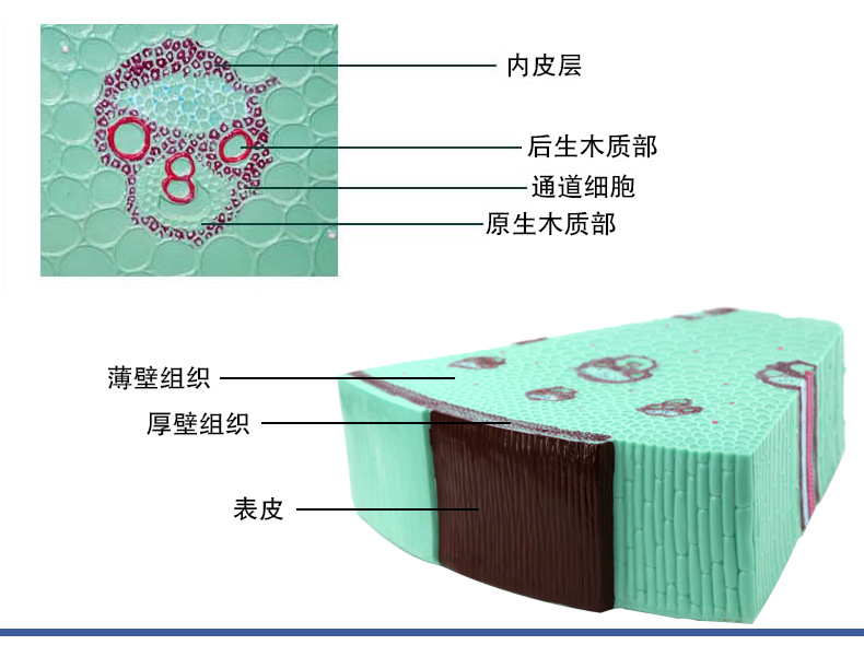 植物茎模型_11.jpg