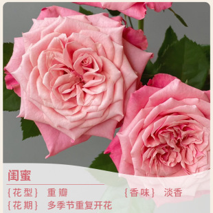 Potted Rose Seedlings Bloom in All Seasons, Easy to Grow for Novices, Imported Rose Flowers, Cold-Resistant and Heat-Resistant Outdoor Mini Roses