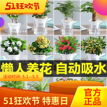 �G�}�d�ӻ��҃Ȼ���ֲ�����ȩˮ����B�ľGֲ���Ի���ֲ��С����