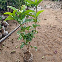 һlԹ𻨘ԭļ𵤹ԄeͥԺGľ