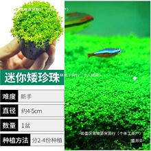 ǰ�������ذ������~��ˮ��ֲ����ݻ��ˮ��Բ����֟o����ţë