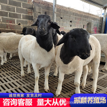 自养自销 黑头杜泊绵羊 白头杜泊羊 澳洲白种公羊 头胎怀孕母羊