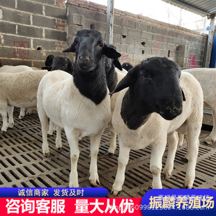 ���B���N ���^�Ų��d�� ���^�Ų��� ���ް׷N���� �^̥����ĸ��