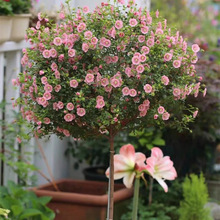 小木槿花盆栽花苗棒棒糖优雅女士多年生树苗庭院阳台好养植物花卉