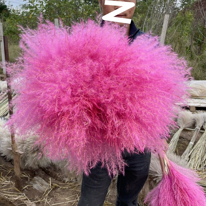 Натуральный новый тростник, вечный букет, украшения для окон, пыль, цветок, ухо пшеницы, сухоцветы, свадебный реквизит, бесплатная доставка