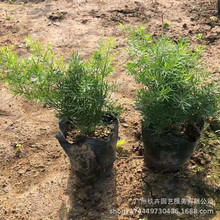 ���T���ر��� �^�~ֲ�﹫�@ͥԺ�G��ֲ��