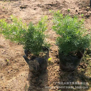Asparagus Ground Cover Seedlings Foliage Plants Park Courtyard Greening Plants