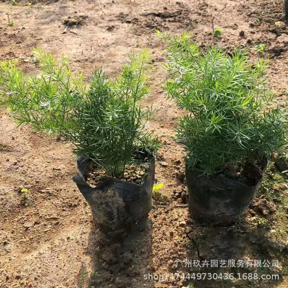 Aspergillus Рассада Листва Растения Парк Сад