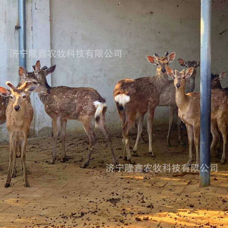 Сколько стоит одомашненный пятнистый олень