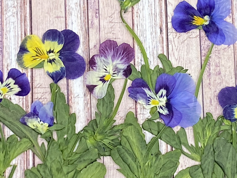 押し花パンジーパンジー小さなウサギpressedローヤーズドライフラワー押し花うちわ花材スタンドドライフラワー|undefined