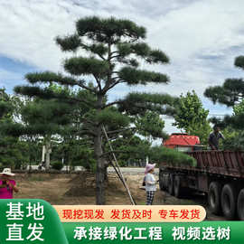 造型黑松 景松 3-10米供选 树形优美庭院景观造型黑松造型油松