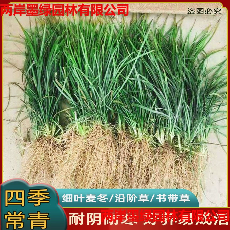 Рассада тонколистной травы Офиопогон, гномий Офиопогон, Офиопогон с золотистыми краями, озеленение двора, вечнозеленые растения, устойчивые к затенению и морозостойкие круглый год.