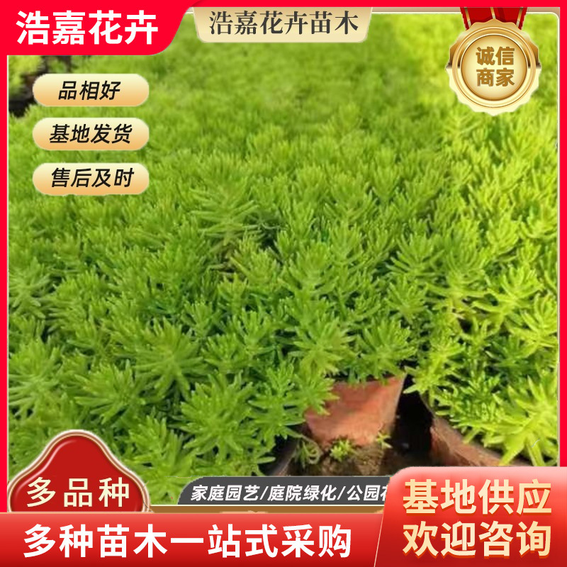 金叶佛甲草黄金条 宿根花卉青州花卉基地批发公园园林绿化 黄金条
