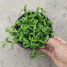 新品 Hoya sp. zambales PG04小叶(sp.1)sp1球兰