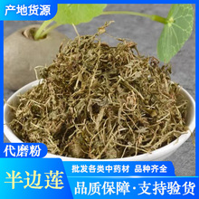 半边莲 中药材批发 新货 箭豆草足干 干净无杂 支持药检 承接订单
