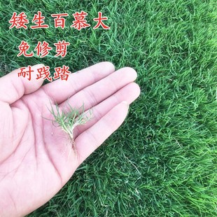Bermuda Grass Seeds Dwarf Lawn Seeds No Pruning Trample-Resistant Grass Seeds Villa Drought-Resistant and Cold-Resistant Four-Season Grass Seeds