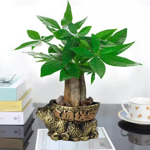 High-End Money Tree Potted Indoor Plants Small Potted Flower Plants Indoor Easy to Feed Money Tree Large Office