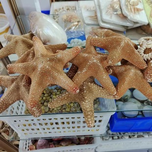 Big Bread Starfish Natural Conch Shell Fish Tank Landscape Window Decoration Creative Home Crafts Starfish