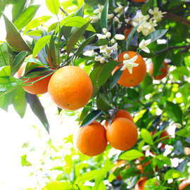 【精品果】湖北秭归伦晚脐橙高品质新鲜帝王橙现摘当季水果橙子