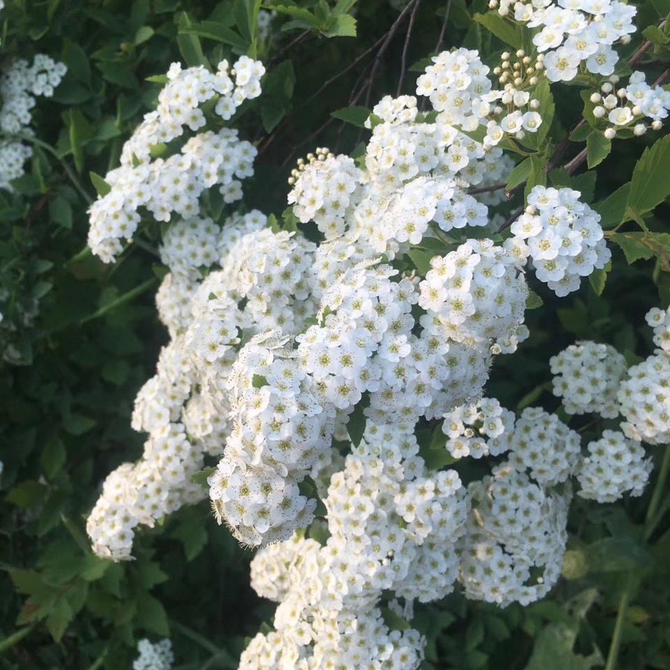 珍珠梅苗盆栽天目琼花苗阳台盆景庭院绿植鸡树条绣线菊苗花期长