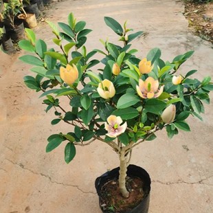 һ�����l��Ц���������҃��̨������ͥԺ���Դ�����Ϸ��ļ��_��