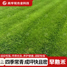 进口早熟禾草籽耐寒耐旱低矮耐踩四季常青庭院别墅小区绿化草种籽