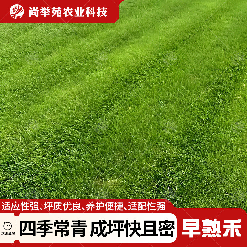 进口早熟禾草籽耐寒耐旱低矮耐踩四季常青庭院别墅小区绿化草种籽