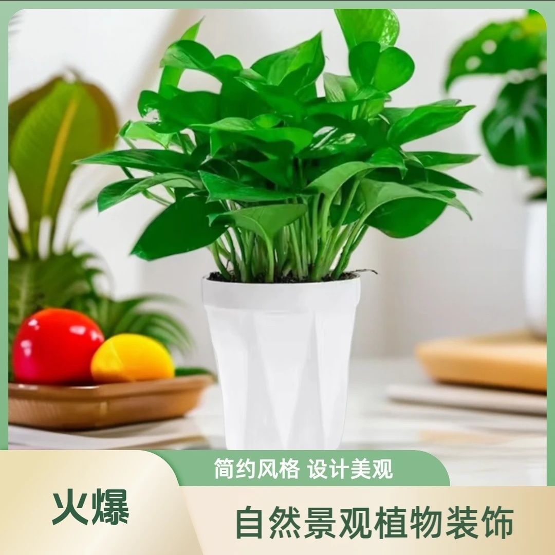 12cm 작은 포토스 화분 2개에는 [영양액] 새로운 다이아몬드 모양의 흰색 화분이 함께 제공됩니다.