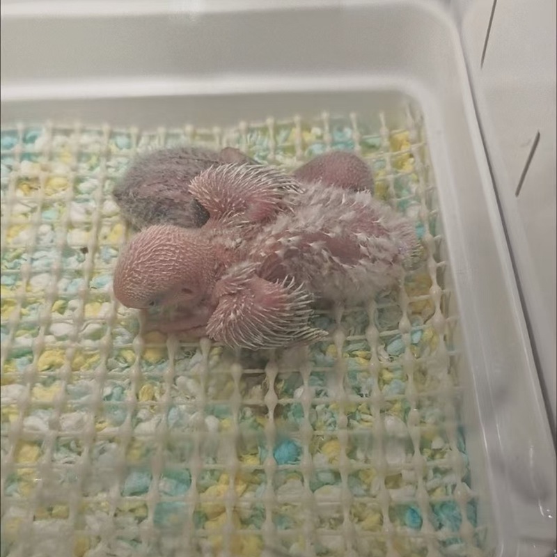 幼鳥用品オウムマットネットスーパーソフトラテックスゼロデイオウムステーションネット非毒性、ホルムアルデヒドフリー|undefined