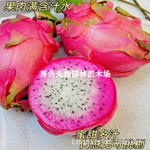 Red Heart Potted Dragon Fruit Seedlings, Red Flesh Fruit Tree Seedlings, Southern Balcony All Year Round Bird's Nest Planting Fruit That Bears Fruit in the Same Year