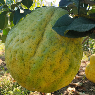 �ך��N�����ٷN�Ѽ޽���ľ�t�۷N�љ����㙴Ě������㙴�N���·N