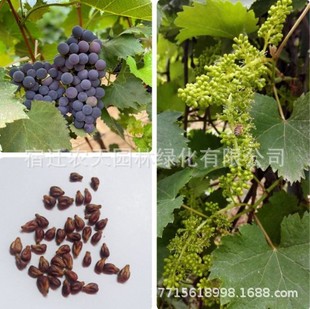 ɢ�b���ѷN�� ���|���ј�N�� �t���ӷN����ָ�޷��ĺ����������l